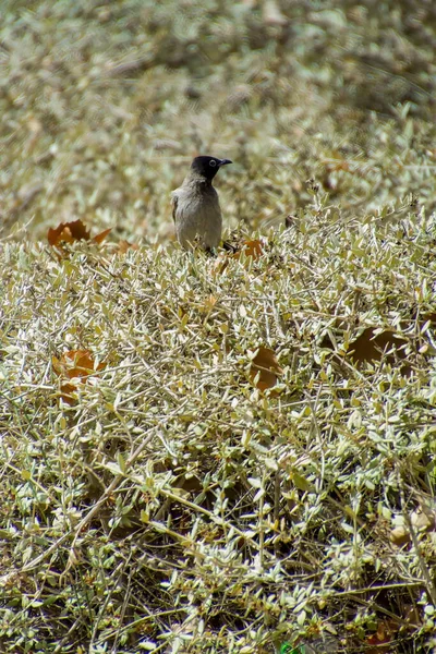 Hindistan, 13 Mayıs 2021: Bulbul kuşu. Dalda kırmızı bülbül var. Kırmızı-havalandırılmış bulbul bir bulbul üyesi.