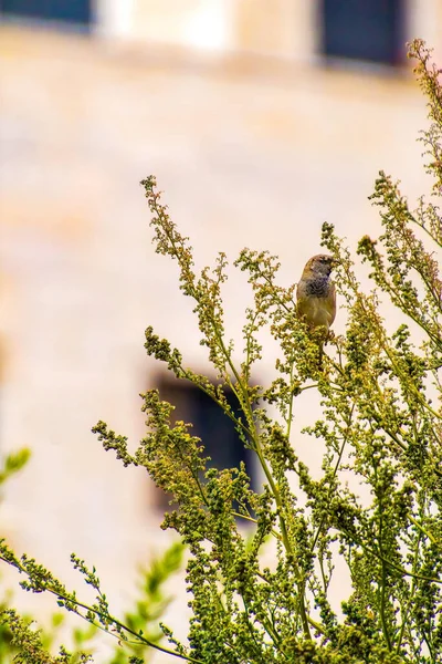 Inde, 15 mars 2021 : Moineau domestique debout sur une branche. Un oiseau moineau. Petit oiseau. Le moineau domestique est un oiseau de — Photo