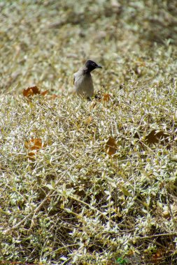 Hindistan, 13 Mayıs 2021: Bulbul kuşu. Dalda kırmızı bülbül var. Kırmızı-havalandırılmış bulbul bir bulbul üyesi.