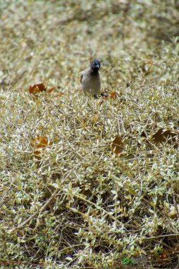 Hindistan, 13 Mayıs 2021: Bulbul kuşu. Dalda kırmızı bülbül var. Kırmızı-havalandırılmış bulbul bir bulbul üyesi.