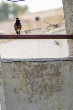 Soğuk ve Öfkeli - Bu küçük mayna, DELHI 'nin soğuk sabahında ahşap bir kütükte otururken erimiş görünüyordu.