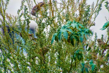 Hindistan, 15 Mart 2021: Dalın üzerinde duran ev kuşu. Serçe kuşu. Küçük kuş. Ev serçesi bir kuş.