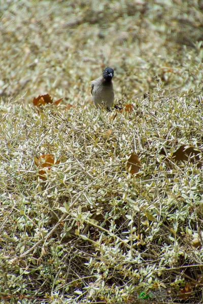 Hindistan, 13 Mayıs 2021: Bulbul kuşu. Dalda kırmızı bülbül var. Kırmızı-havalandırılmış bulbul bir bulbul üyesi.
