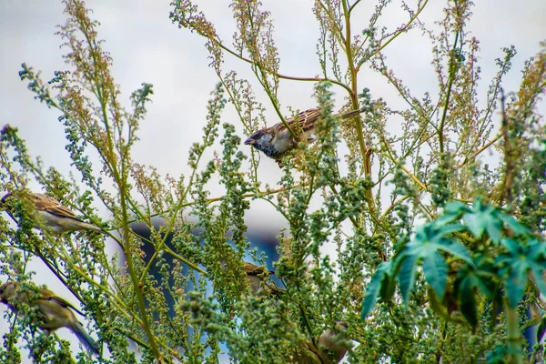 Inde, 15 mars 2021 : Moineau domestique debout sur une branche. Un oiseau moineau. Petit oiseau. Le moineau domestique est un oiseau de — Photo