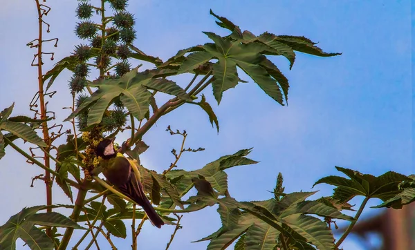 Great tit aka parus major on a stick — Fotografia de Stock