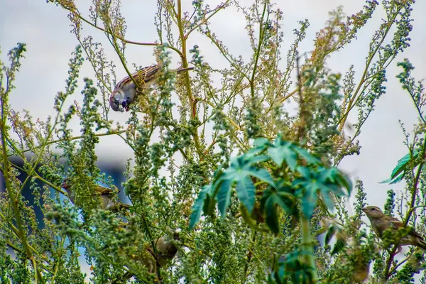 Inde, 15 mars 2021 : Moineau domestique debout sur une branche. Un oiseau moineau. Petit oiseau. Le moineau domestique est un oiseau de — Photo