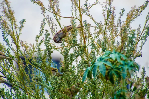 India, 15 de marzo de 2021: Pájaro gorrión de la casa de pie en rama. Sparrow bird. Pequeño pájaro. El gorrión de la casa es un ave de —  Fotos de Stock