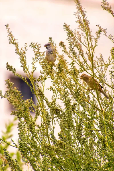 भारत, 15 मार्च, 2021: शाखा पर खड़े हाउस गौरैया पक्षी। स्पैरो पक्षी। छोटा पक्षी। घर गौरैया का पक्षी है — स्टॉक फ़ोटो, इमेज
