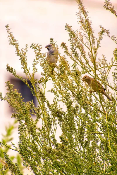 Inde, 15 mars 2021 : Moineau domestique debout sur une branche. Un oiseau moineau. Petit oiseau. Le moineau domestique est un oiseau de — Photo