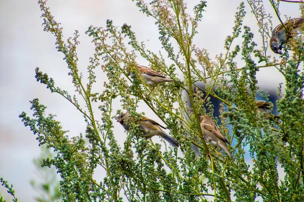 India, 15 de marzo de 2021: Pájaro gorrión de la casa de pie en rama. Sparrow bird. Pequeño pájaro. El gorrión de la casa es un ave de —  Fotos de Stock