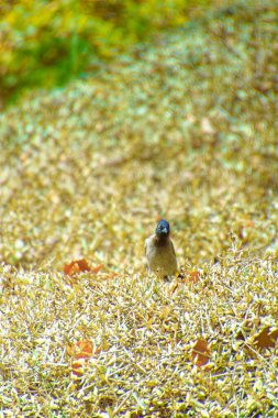 Kırmızı bıyıklı bir bülten, Pycnonotus Jocosus genç bir kuş, yaralı ve bir veterinerin ellerinde..