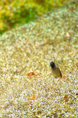 Kırmızı bıyıklı bir bülten, Pycnonotus Jocosus genç bir kuş, yaralı ve bir veterinerin ellerinde..