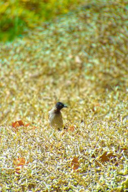 Kırmızı bıyıklı bir bülten, Pycnonotus Jocosus genç bir kuş, yaralı ve bir veterinerin ellerinde..