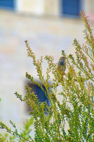 Petit moineau debout entre les braises des arbres par une journée ensoleillée — Photo