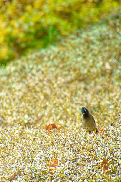 Bulbul de bigote rojo, Pycnonotus jocosus un ave joven, herido y en las manos de un veterinario. — Foto de Stock