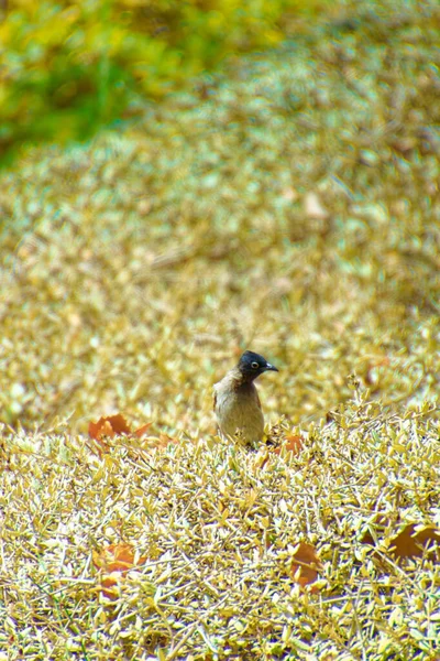 Bulbul de uísque vermelho, Pycnonotus jocosus um pássaro jovem, ferido e nas mãos de um veterinário. — Fotografia de Stock