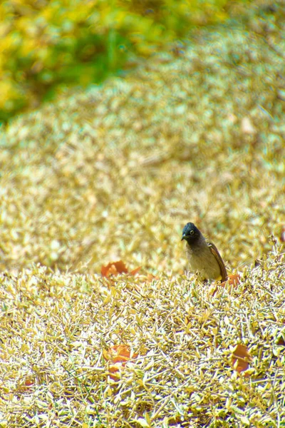 Röd-morrade bulbul, Pycnonotus jocosus en ung fågel, skadad och i händerna på en veterinär. — Stockfoto