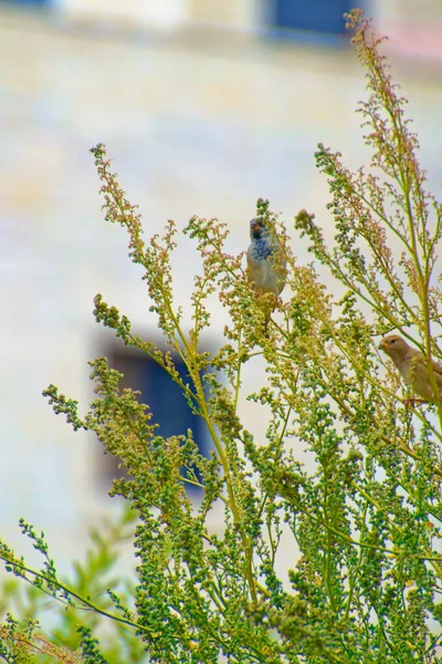 Pequeño gorrión de pie entre las ramas de los árboles en un día soleado — Foto de Stock