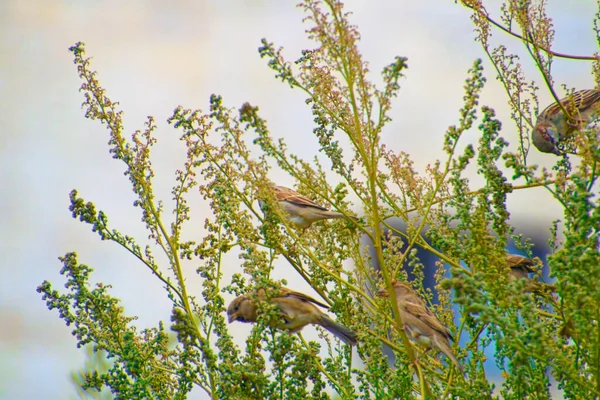 Pequeño gorrión de pie entre las ramas de los árboles en un día soleado — Foto de Stock