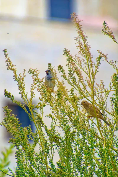 Pequeño gorrión de pie entre las ramas de los árboles en un día soleado — Foto de Stock