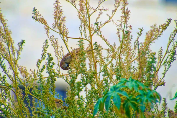 Pequeño gorrión de pie entre las ramas de los árboles en un día soleado —  Fotos de Stock