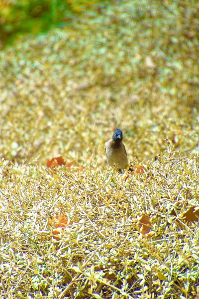 Röd-morrade bulbul, Pycnonotus jocosus en ung fågel, skadad och i händerna på en veterinär. — Stockfoto