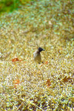 Kırmızı bıyıklı bir bülten, Pycnonotus Jocosus genç bir kuş, yaralı ve bir veterinerin ellerinde..