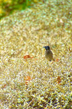 Kırmızı bıyıklı bir bülten, Pycnonotus Jocosus genç bir kuş, yaralı ve bir veterinerin ellerinde..