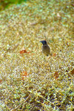Kırmızı bıyıklı bir bülten, Pycnonotus Jocosus genç bir kuş, yaralı ve bir veterinerin ellerinde..
