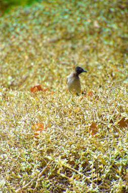 Kırmızı bıyıklı bir bülten, Pycnonotus Jocosus genç bir kuş, yaralı ve bir veterinerin ellerinde..