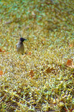 Kırmızı bıyıklı bir bülten, Pycnonotus Jocosus genç bir kuş, yaralı ve bir veterinerin ellerinde..