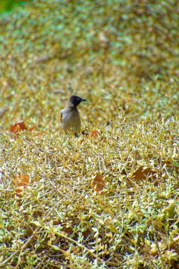 Kırmızı bıyıklı bir bülten, Pycnonotus Jocosus genç bir kuş, yaralı ve bir veterinerin ellerinde..