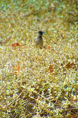 Kırmızı bıyıklı bir bülten, Pycnonotus Jocosus genç bir kuş, yaralı ve bir veterinerin ellerinde..