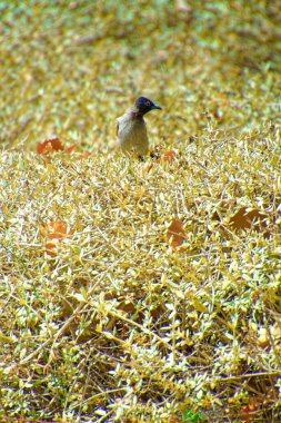 Kırmızı bıyıklı bir bülten, Pycnonotus Jocosus genç bir kuş, yaralı ve bir veterinerin ellerinde..