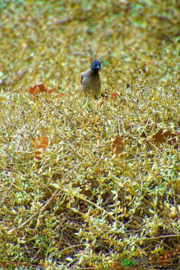 Kırmızı bıyıklı bir bülten, Pycnonotus Jocosus genç bir kuş, yaralı ve bir veterinerin ellerinde..