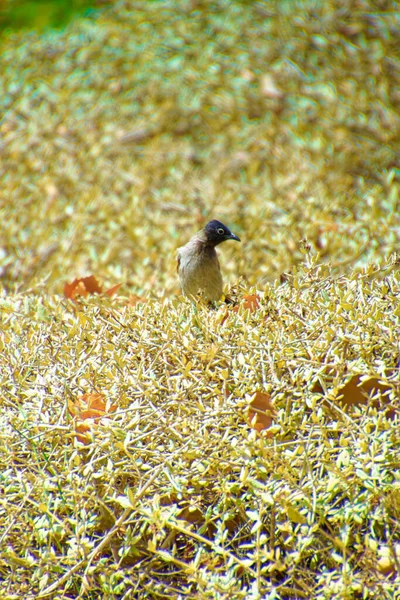 Röd-morrade bulbul, Pycnonotus jocosus en ung fågel, skadad och i händerna på en veterinär. — Stockfoto