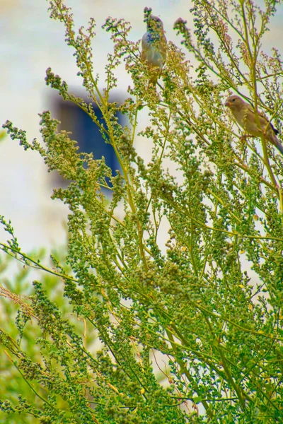 화창 한 날 나무 사이에 서 있는 작은 참새 — 스톡 사진