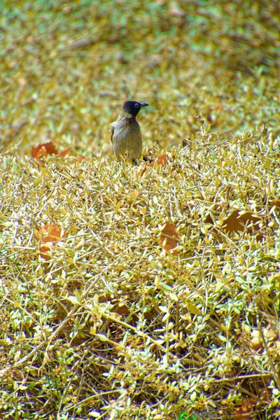 Röd-morrade bulbul, Pycnonotus jocosus en ung fågel, skadad och i händerna på en veterinär. — Stockfoto