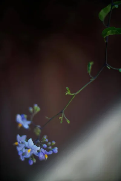 Pétunia mexicain violet belle fleur vert fond de feuille. Photo de haute qualité — Photo