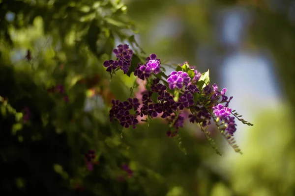 Púrpura mexicana petúnia bela flor florescendo fundo folha verde. Foto de alta qualidade — Fotografia de Stock