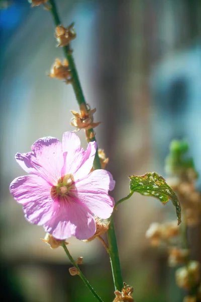 紫色のメキシコペチュニアの美しい花緑の葉の背景を咲かせます。高品質の写真 — ストック写真