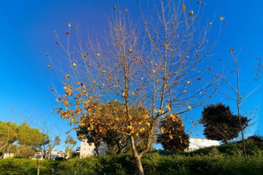 Parktaki uzun ağaçlar daha az turuncu ve sarı yapraklar sonbahar günü mavi gökyüzünün altında sallanıyordu.