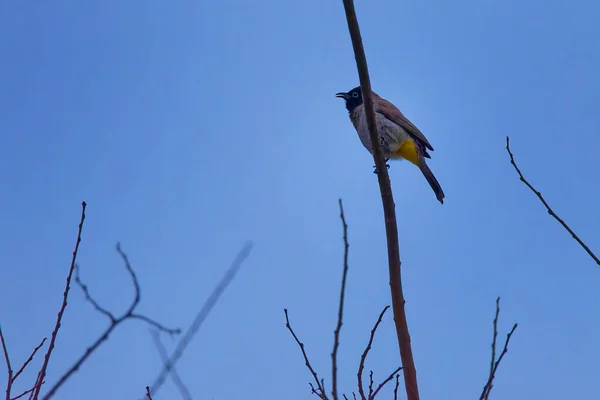 Great Tit sentado en una rama . — Foto de Stock