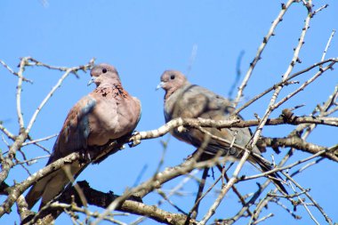 Avrasya ağaç serçesi Passer Montanus bir dalda oturuyor