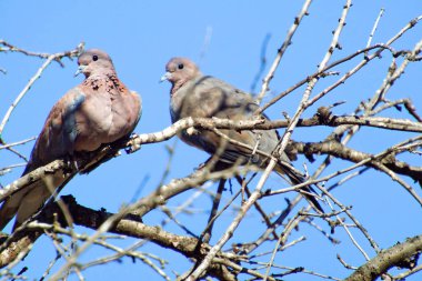 Avrasya ağaç serçesi Passer Montanus bir dalda oturuyor