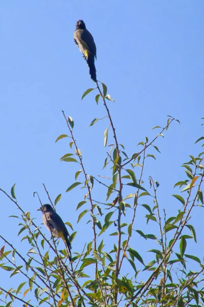 Bulbul ventilé rouge Pycnonotus cafer assis sur de belles feuilles de branches de genévrier avec un fond bleu ciel clair. — Photo