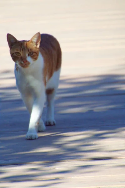 Rudy kot spacery — Zdjęcie stockowe