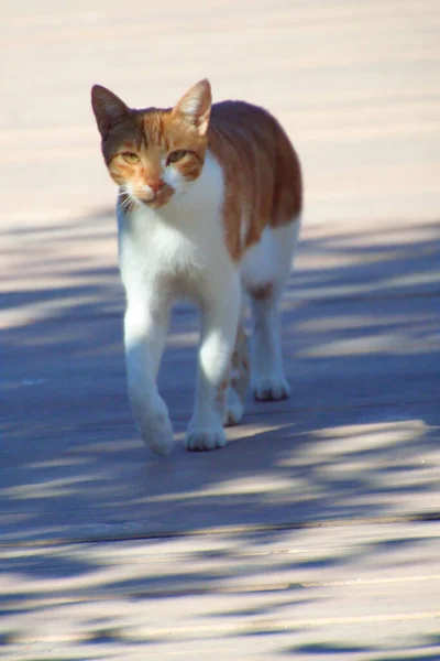 Gengibre gato andando — Fotografia de Stock