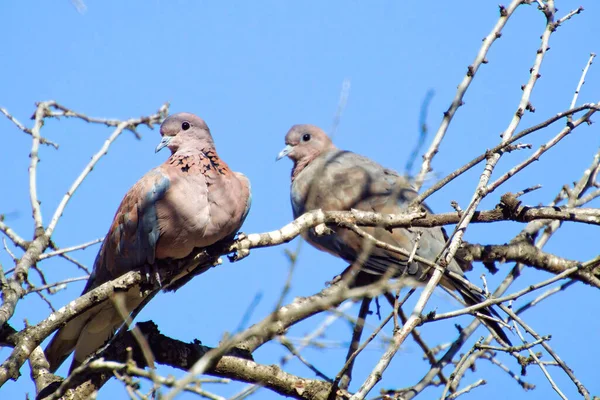 Gorrión euroasiático Passer montanus sentado en una rama — Foto de Stock