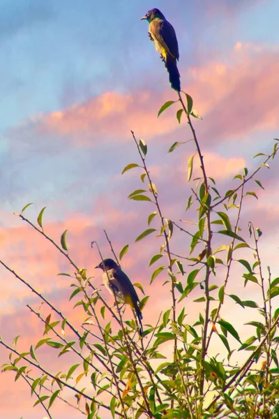 Retrato de cerca de bulbul de anteojos blancos al amanecer en la parte superior de la valla metálica —  Fotos de Stock